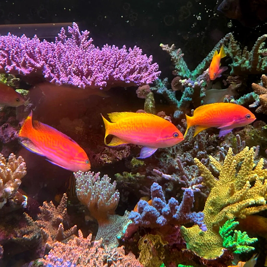 Anthias: Why the Difficulty