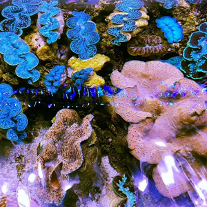 Clams for Rent