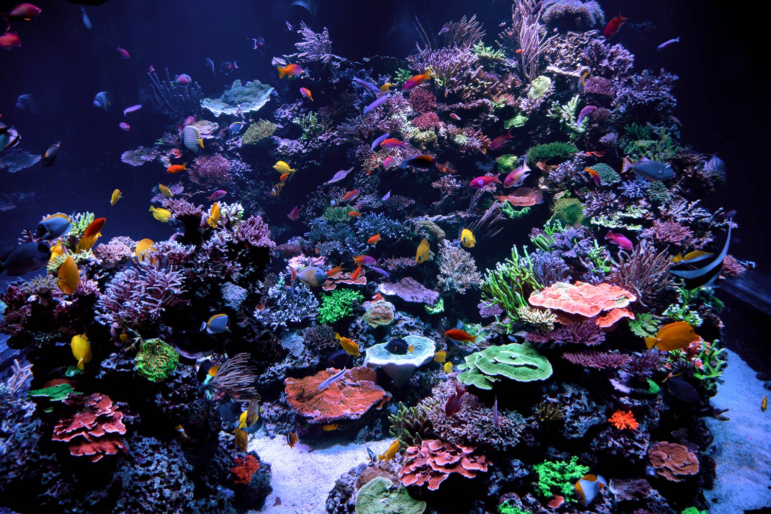 Saltwater Reef Tanks Saltwater Aquariums Custom Aquariums